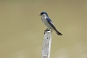 White-winged Swallow-01