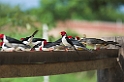 Yellow-billed Cardinal01-02