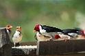 Yellow-billed Cardinal02-01