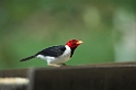 Yellow-billed Cardinal06-01