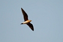 Oriental Pratincole.20140311_7961