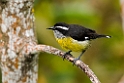 Bananaquit.20160107.DSC9616