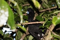 Blue-billed Curassow.20160109_6900