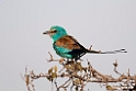 Abyssinian Roller.201014jan_2507