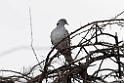 African White-winged Dove.201022jan_3906