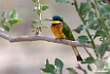 Blue-breasted Beeater.201017jan_2832