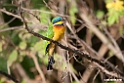 Blue-breasted beeater.201017jan_2721