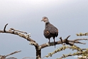 Dusky Turtle-dove.201017jan_2916