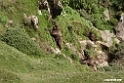 Gelada Baboon.201012jan_1853