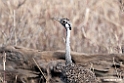 Hartlaubs Bustard.201014jan_2351