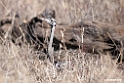 Hartlaubs Bustard.201014jan_2354