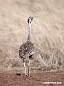 Hartlaubs Bustard.201014jan_2363