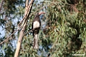 Hemprichs Hornbill.201010jan_1485