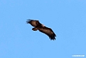 Hooded Vulture.201012jan_2041