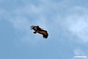 Hooded Vulture.201012jan_2072