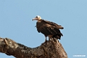 Hooded Vulture.201023jan_3822