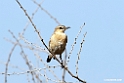 Isabelline Wheatear.201015jan_2556