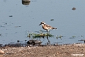 Kittlitzs Plover.201015jan_2678