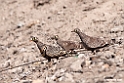 Lichtensteins Sandgrouse.201015jan_2628