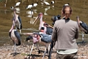 Marabou stork.201016jan_3022