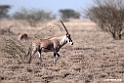 Oryx.201014jan_2370