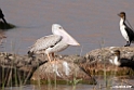 Pink-backed Pelican.201017jan_2957