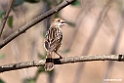 Rattling Cisticola.201017jan_2821