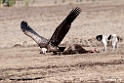 Ruppels Vulture.201011jan_1642