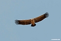 Ruppels Vulture.201012jan_2175