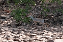 Salts Dik Dik.201015jan_2568