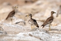 Senegal Thick-knee.201017jan_2976