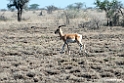 Soemmerrings Gazelle.201014jan_2385