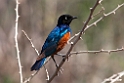 Superb Starling.201015jan_2645