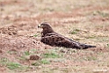 Tawny eagle.201019jan_3281