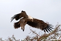 Tawny eagle.201021jan_3180