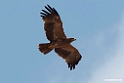 Tawny eagle.201021jan_3181