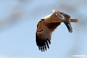 Tawny eagle.201021jan_3182