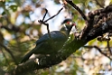 White-cheeked Turaco.201010jan_1474