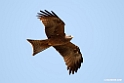 Yellow-billed Kite.201010jan_1308a