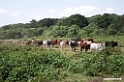 cows.201017jan_2812