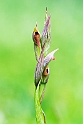 Serapias parviflora.20140422_5558