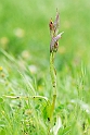 Serapias parviflora.20140422_5563