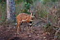 Bushbuck.201130nov_3086