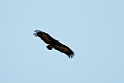 Hooded Vulture.201128nov_3198