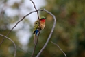 Red-throated Bee-eater.201129nov_3157