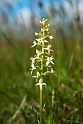 Langsporet gøgelilje.20110620_7642