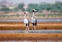 Sarus Crane._DSC7445