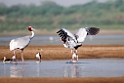 Sarus Crane_DSC7483