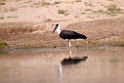 Wooly-necked Stork_DSC7537