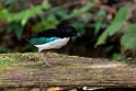 Ivory-breasted Pitta.202308okt_1014